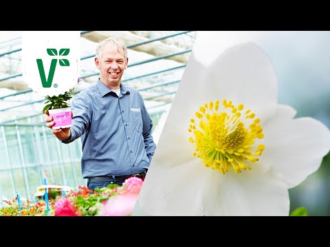 Video: Growing Hellebore als Zimmerpflanze: Nieswurz im Haus h alten