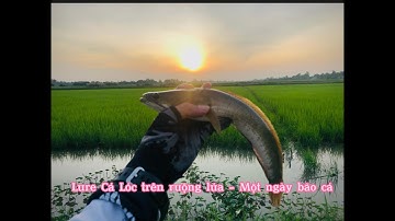 Câu cá lóc trên ruộng lúa một ngày trúng mánh