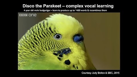 CARTA: Evolution of Birdsong Learning and Language with Erich Jarvis