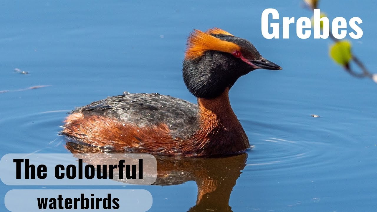 Podiceps, the Crested Grebes