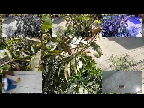 sopa de macaco uma delicia kkkk has a sparta remix [feat. frank] - Nov 30, 2018