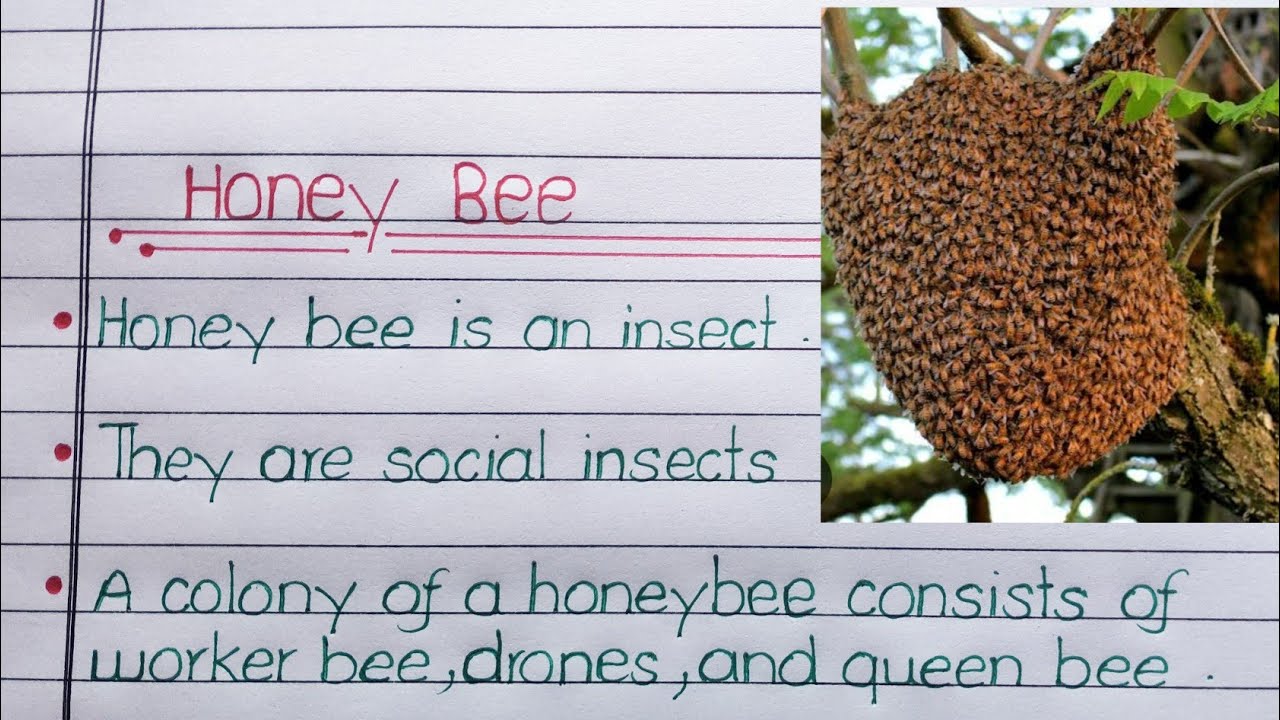 10/20 lines about honey bee in english | essay/paragraph on honey bee in english | honey bee