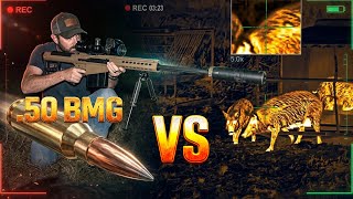 We Went Hog Hunting with a 50 cal Sniper Rifle!