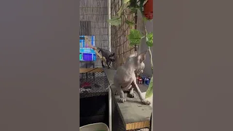 Watch the video about #sphynxcats #gatos #sphynx #lifestyle #animals #cat #animalestiernos