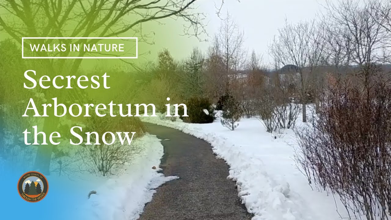 Secrest Arboretum in the Snow | February 2021