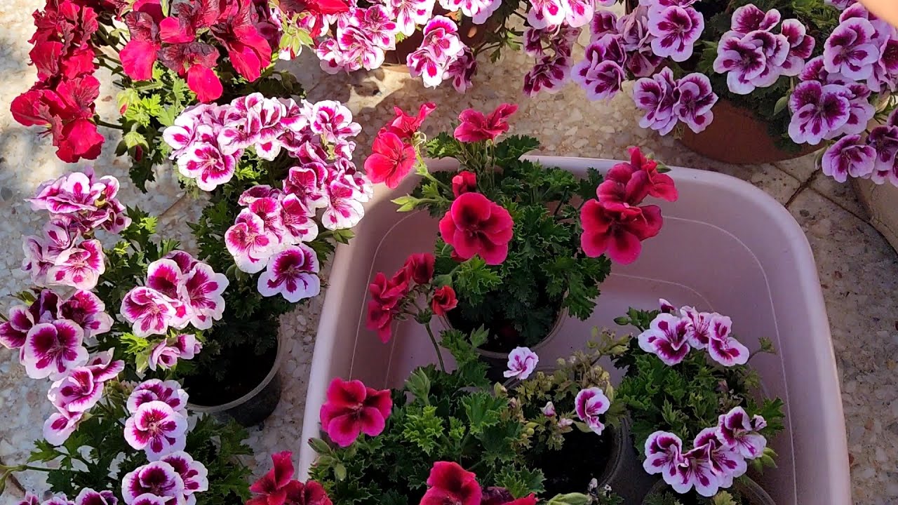 📣ÇOĞALTTIĞIM VE KÖKLENDİRDİĞİM CEYLAN GÖZLERİNİN BÜYÜK SAKSILARA ALIMI DİKİMİ TOPRAĞI NASIL YAPILIR