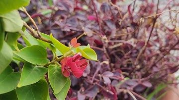 من روائع سورة الإنسان للقارئ الشيخ/أحمد خفاجة