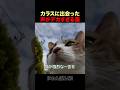 カラスの前で一番声が大きい猫w