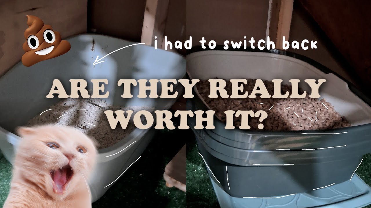 🌲💩 Are Pine Pellets really worth it for cats 🐈 | Honest Litter Review | 🐔 This Lil Homesteader