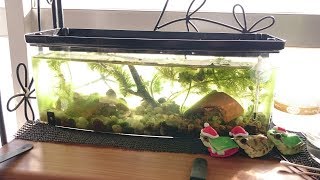 ダイソーコレクションボックスのメダカ水槽 Youtube