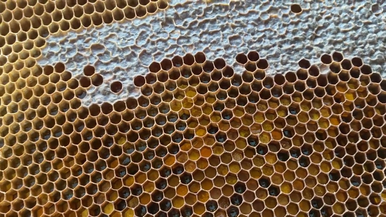 تجيش النحل واوقاتها واسبابها 