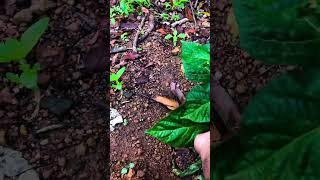 How to Grow Hot Chili (Ho Miris) at Home 🌱 Easy Organic Gardening