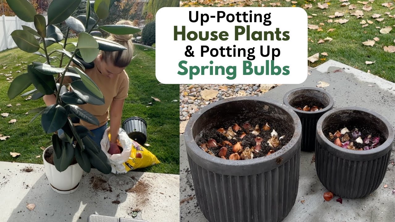 Пересадка растений и весенних луковичных растений!