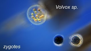 VOLVOX  zygotes