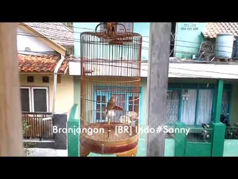 Br Gacor - Branjangan Javanica gak kalah Sama Sonca