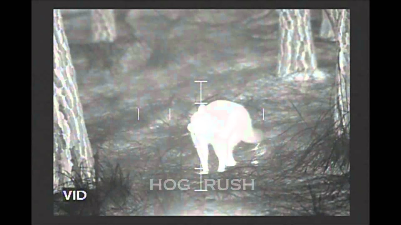 Raccoon Hunt with ATN ThOR Thermal Weapon Sight YouTube