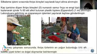 Fatma Işık Gülsoy, Seher Tanyolaç Frankliniella Occidentalis Pergande Thysanoptera Thripidaei̇