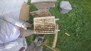 Hive 3 Re - Queen release (Angry hive)