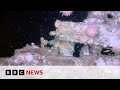 Terra Nova polar shipwreck filmed in detail for first time | BBC News