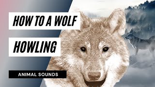 The Animal Sounds How Wolfs Sounds Sound Effect Animation