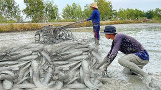 Really Catching By Traditional khmer Fishing Under Mud - Best Fishing Behind Mini Tractor