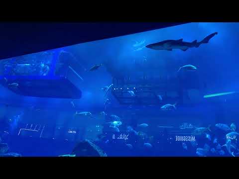 Dubai Aquarium & Underwater Zoo