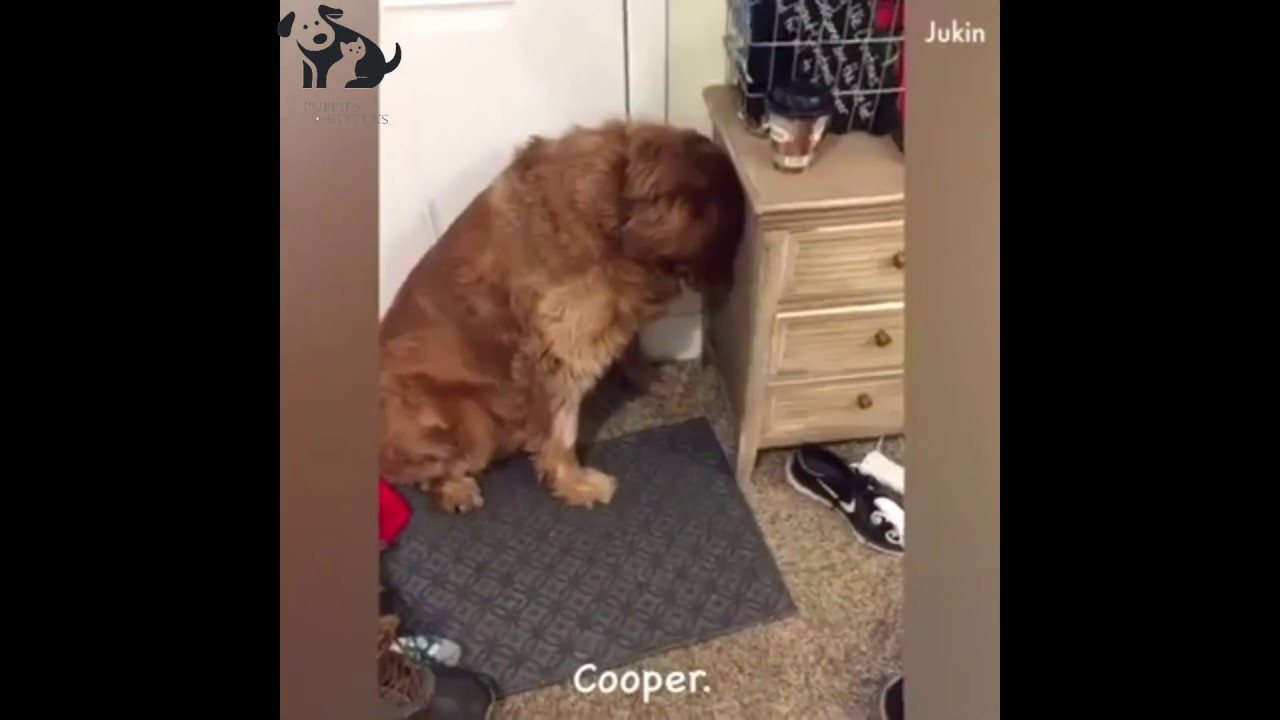 dog feel guilty when they do something wrong