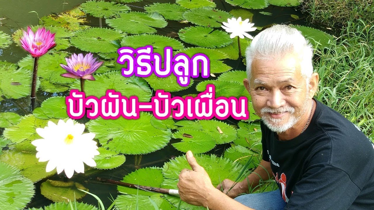 วิธีขยายพันธุ์และวิธีปลูกบัวผัน-บัวเผื่อน เพื่อความสวยงามและความสดชื่นในบ้าน l Pai91.5