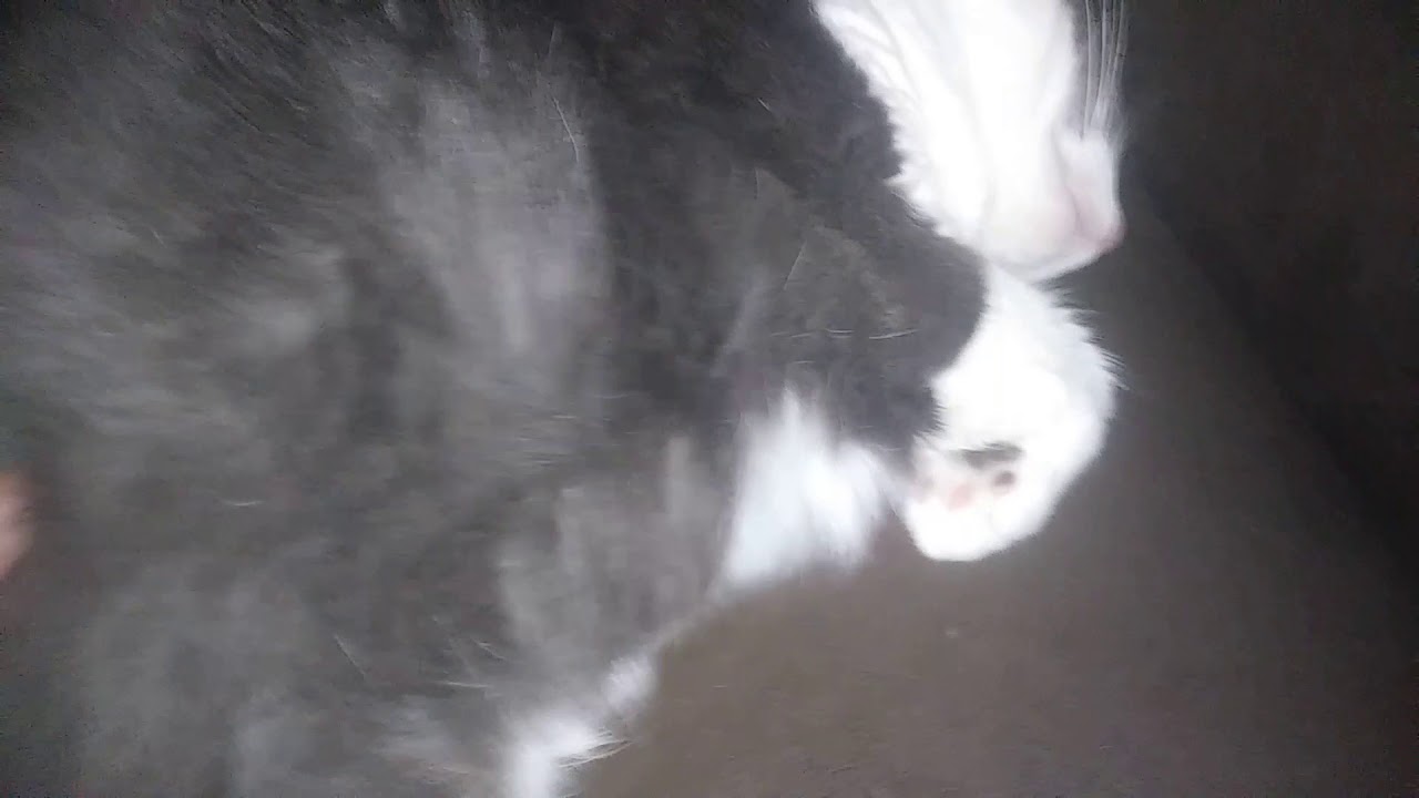 To the people who say cats hate their belly rubbed YouTube