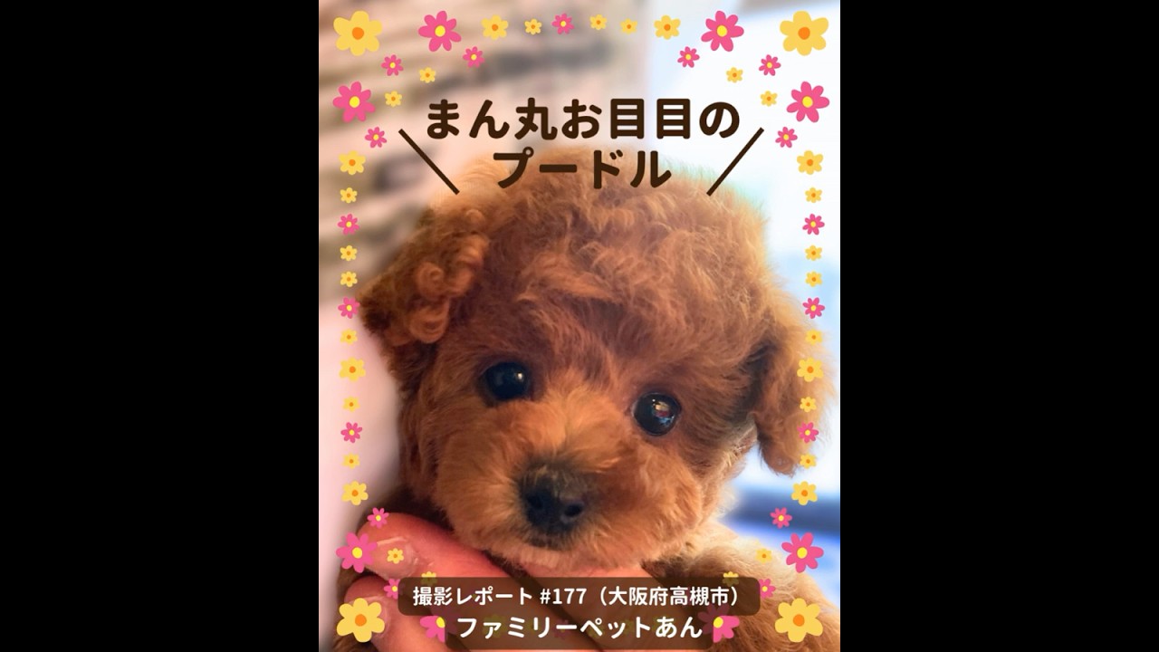 PICTWANカレンダー2027 プードル【L判】