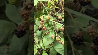 Organic Black berries in London - plucking with hand to eat