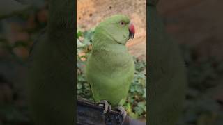 #mummy ek gilas pani de do #funny #funnyanimal #funnyparrot #talkingparot #viralvideo #viralreels...