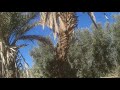 موسم جني الزيتون في كلميمة موسم جني الزيتون في كلميمة