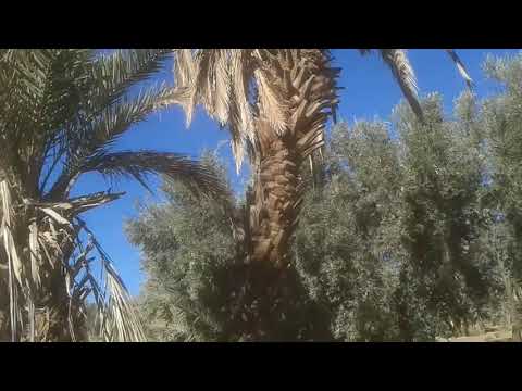 موسم جني الزيتون في كلميمة 