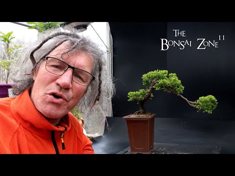 Pruning My Clip and Grow Juniper, The Bonsai Zone, April 2024 - YouTube