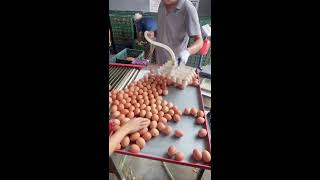 LIVE Egg Sorting 2026-08-18