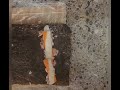 اترك متابعة سوشي منزلي