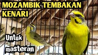 Pancingan Mozambik Isian Kenari