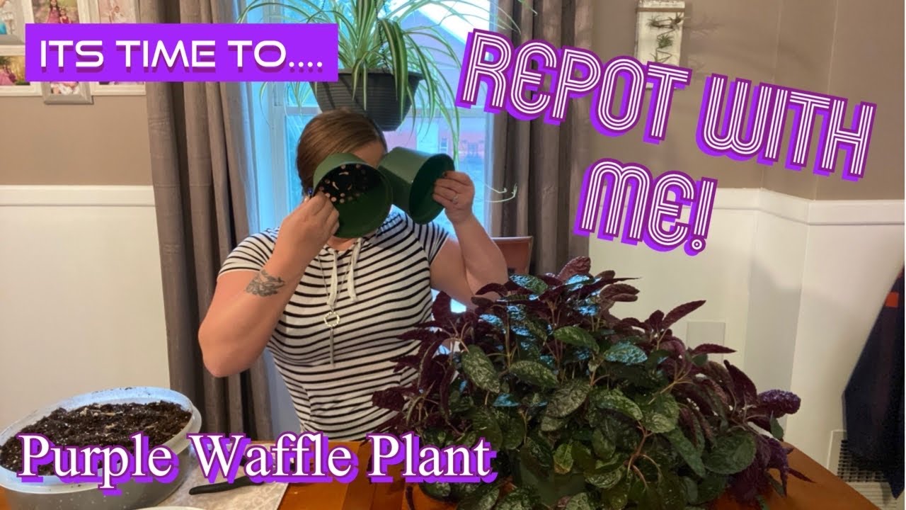 RePot with ME! Purple Waffle Plant Pruning & Dividing Plants! YouTube