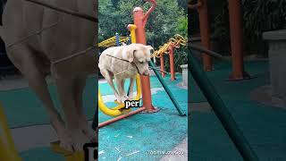 Dog Incredible Balancing Skills on Gym Park Equipment