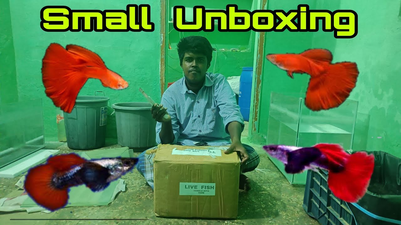 Small Unboxing Ak Guppy Palakkad Saheem Fish Farm YouTube