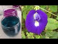 La conchita azul, conchitas, clitoria, campanilla, gallinita azul, yuca de ratón, Clitoria ternatea