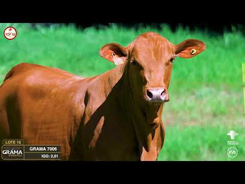 LOTE 15 - GRAMA 7006 - FÊMEA