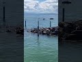 #friedrichshafen #bodensee #shortsvideo #shortsyout