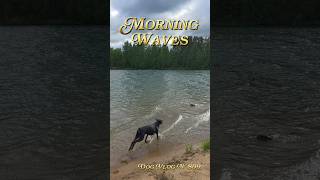 Morning dogs run along the coast: a Doberman and a German Shepherd #dogvlog #doggybestfriend