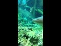 shark eats live fish