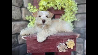 ADORABLE Wheaten Schnauzer 'Benny' AVAILABLE! by Lani Larson 849 views 1 year ago 4 minutes, 12 seconds