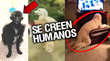 ¿Cómo sabe si su perro actúa de forma extraña?