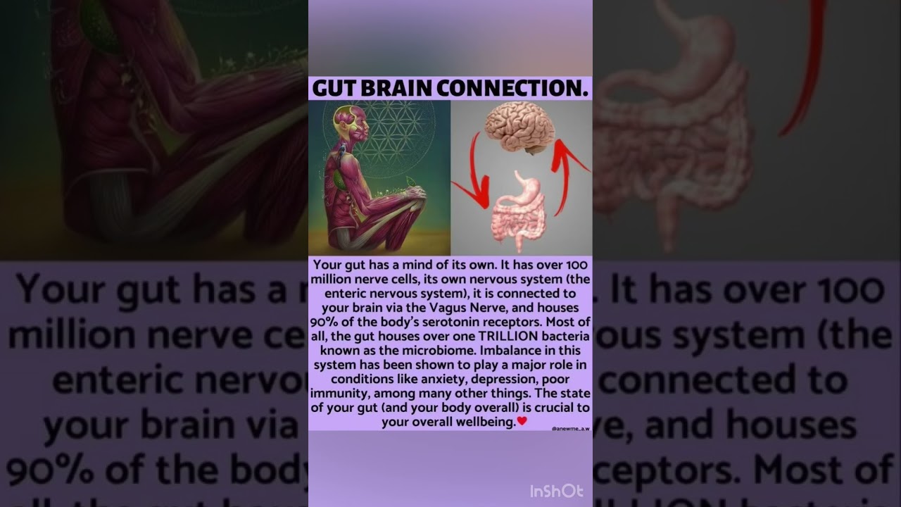 🧠💚 Gut–Brain Connection: Your Second Brain Matters