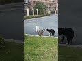 Dog Breaks Up Cat Fight